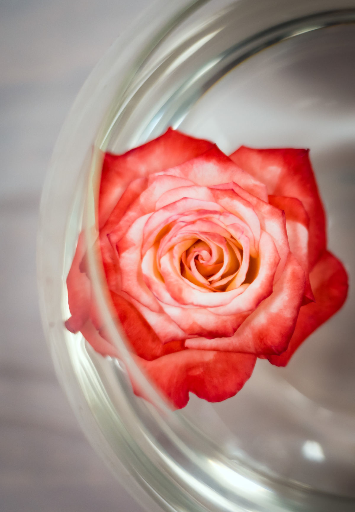 Rose Show